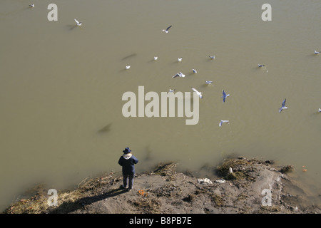 Vecchio gregge di alimentazione degli uccelli sul fiume Tevere a Roma Foto Stock