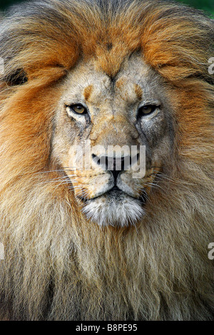 Leone maschio (Panthera leo) Foto Stock