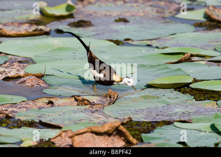 Fagiano Jacana codato - Hydrophasianus chirurgus camminando sulle ninfee in Talangama, Sri Lanka. Foto Stock