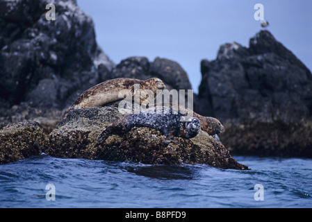 Le guarnizioni di tenuta del porto, ERIMO MISAKI, Hokkaido, Giappone Foto Stock