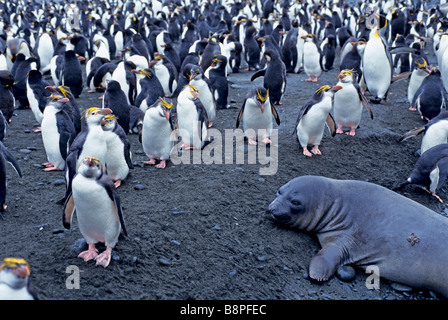 Elefante marino del sud e Royal pinguini, Macquarie è., AUSTRALIA, ANTARTICO Foto Stock