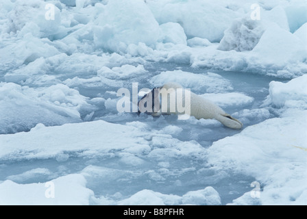 Guarnizione ARPA PUP e madre, Prince Edward è., CANADA Foto Stock