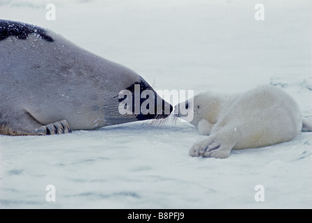 Guarnizione ARPA PUP e madre, Prince Edward è., CANADA Foto Stock