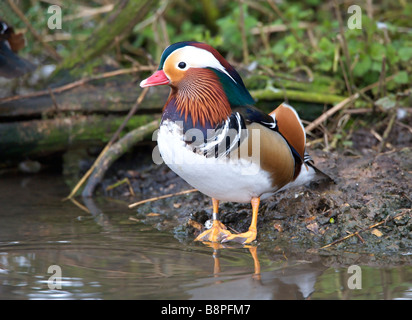 Anatra di mandarino drake (Aix galericulata) sul lato del lago. Foto Stock