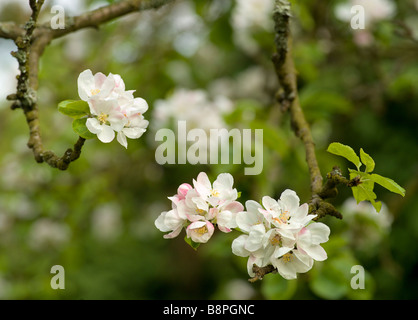 APPLE BLOSSOM ON OLD APPLE TREE IN COTTAGE GARDEN UK Foto Stock