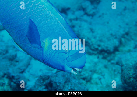 Pesce pappagallo - sp., Midway Islands, HAWAII, U.S.A. Foto Stock