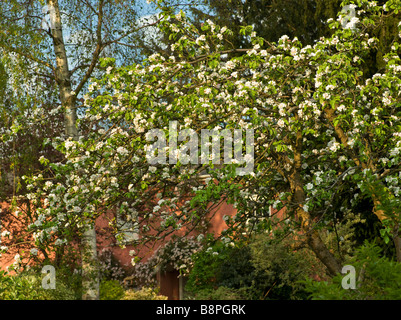 APPLE BLOSSOM SUL VECCHIO MELO IN COTTAGE GARDEN REGNO UNITO Foto Stock