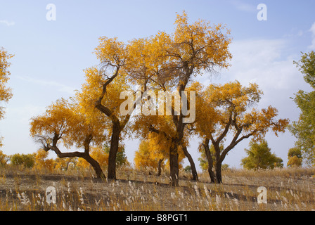 Vista autunnale di Eufrate pioppi, Tarim River, Luntai County, Xinjiang Uyghur Regione autonoma, Cina Foto Stock