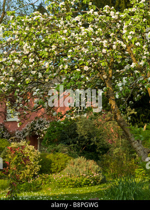 APPLE BLOSSOM SUL VECCHIO MELO IN COTTAGE GARDEN REGNO UNITO Foto Stock