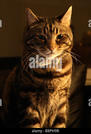 Tabby cat in ombra Foto Stock