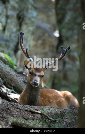 Il Buck guardando la fotocamera Foto Stock