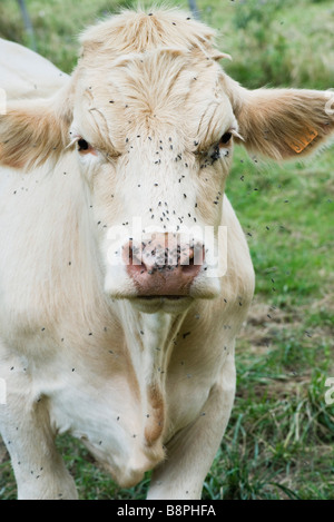 Mucca coperti da sciami di mosche Foto Stock