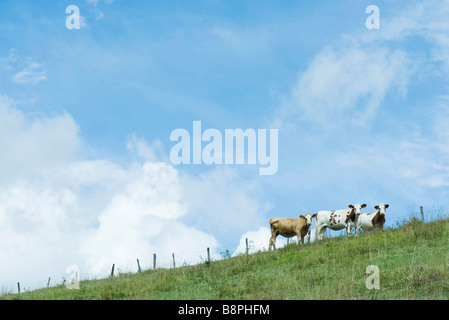 Vacche sulla collina svolta a guardare la fotocamera Foto Stock