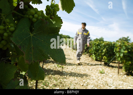 Francia, Champagne-Ardenne, Aube, uva bianca sulla vite, uomo a camminare lungo il percorso di vigna in background Foto Stock