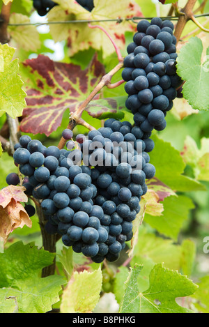 Heavy grappoli di uva nera sulla vite, close-up Foto Stock