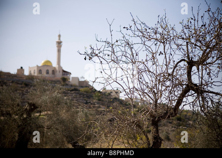 Farkha co operativa di Ramallah Cisgiordania parte di agricoltori palestinesi Unione PFU Foto Stock