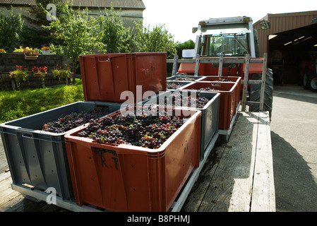 Francia, Champagne-Ardenne, Aube, scomparti pieno di uve sul pianale del rimorchio Foto Stock
