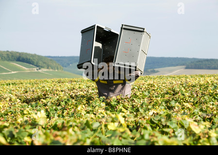 Francia, Champagne-Ardenne, Aube, l uomo che trasportano contenitori di plastica attraverso la vigna Foto Stock