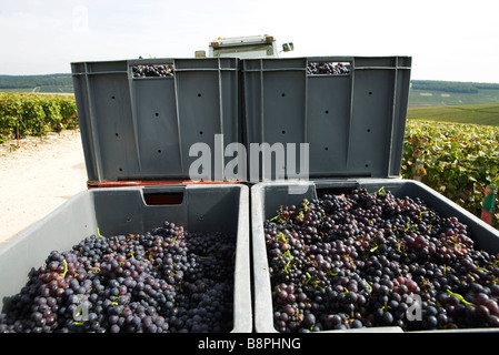 Francia, Champagne-Ardenne, Aube, scomparti di uve impilati in vigna Foto Stock