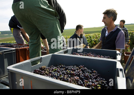 Francia, Champagne-Ardenne, Aube, vino trebbiatrici scomparti di caricamento delle uve in vigna Foto Stock