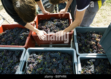 Francia, Champagne-Ardenne, Aube, vino vendemmiatori Foto Stock