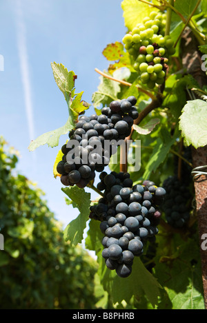 Francia, Champagne-Ardenne, Aube, uva che cresce sulla vite Foto Stock