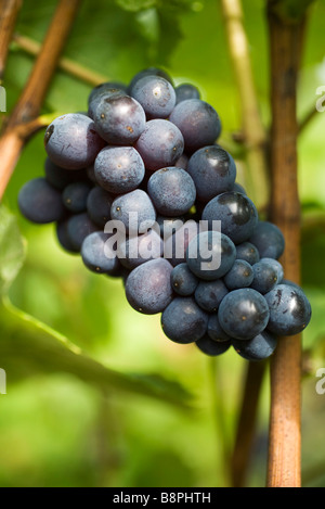 Uva nera sulla coltivazione della vigna Foto Stock