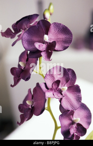 Orchidea viola, close-up Foto Stock