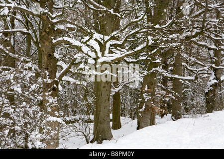 Cotswold faggi in inverno Neve a Barrow Wake, Gloucestershire Foto Stock