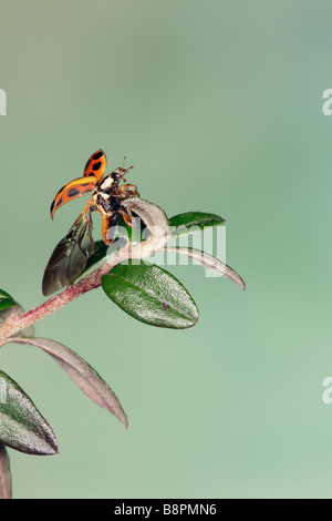 Harlequin ladybird Harmonia axyridis Foto Stock