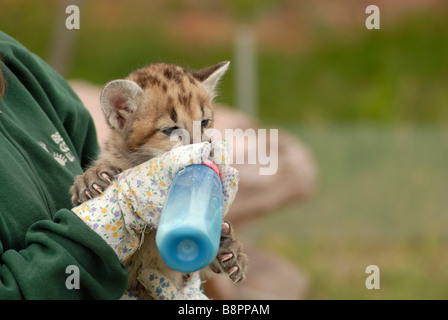 Sei settimane vecchio leone di montagna Foto Stock