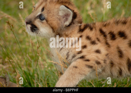 Sei settimane vecchio leone di montagna Foto Stock