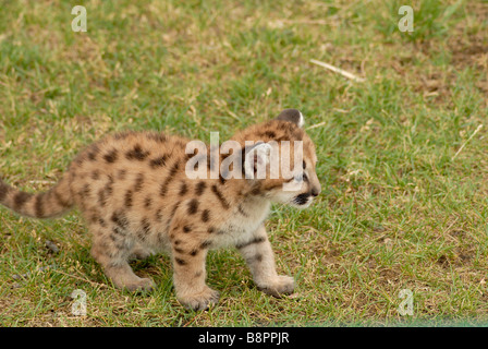 Sei settimane vecchio leone di montagna Foto Stock