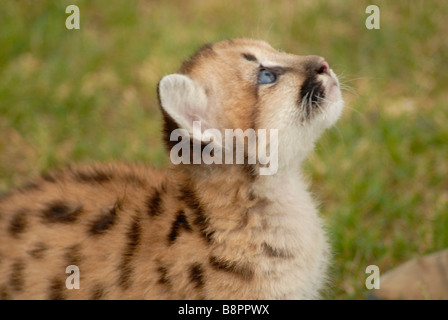 Sei settimane vecchio leone di montagna Foto Stock