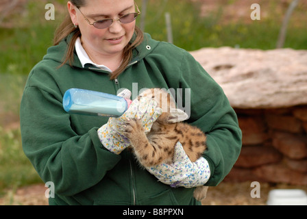 Sei settimane vecchio leone di montagna Foto Stock