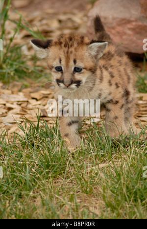 Sei settimane vecchio leone di montagna Foto Stock