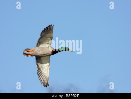 Drake Mallard Anas platyrhynchos in volo Foto Stock