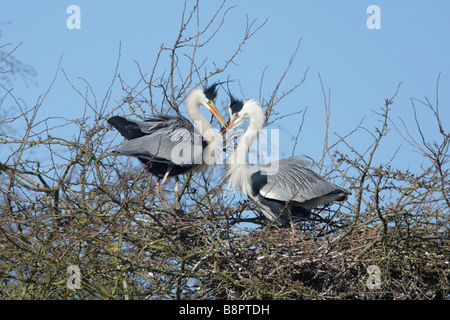 Airone cenerino, Ardea cinerea sul nido visualizzazione Foto Stock