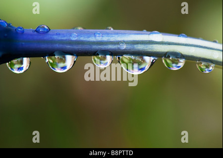 Le gocce di pioggia sullo stelo di un Iris reticulata " armonia' Fiore Foto Stock