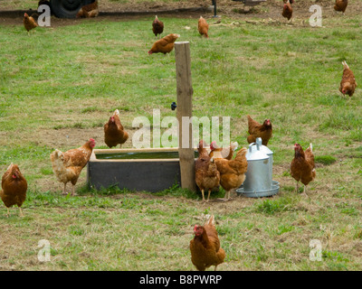Free range galline nel campo Foto Stock