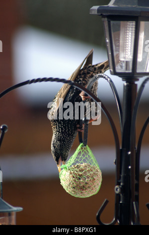 Starling alimentazione di grasso sulla sfera (Sturnus vulgaris) Foto Stock
