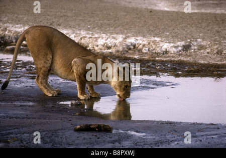 Leonessa a bere sul bordo del lago Magadi Serengeti National Park Tanzania Africa orientale Foto Stock