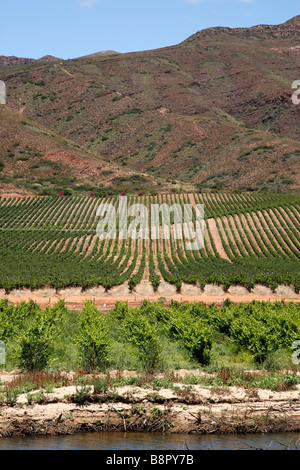 Vigna Sul bordo del fiume breede viljoensdrift cantina vino robertson valley western cape sud africa Foto Stock