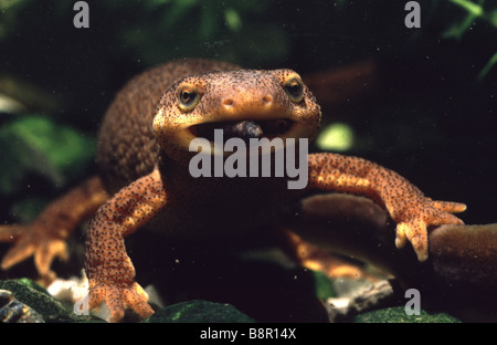 California Newt Taricha torosa mangia un grub Nativa di Santa Cruz Mountains California USA Foto Stock