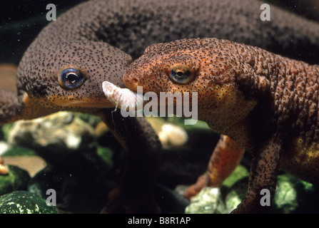 California Newt Taricha torosa mangia un worm Nativa di Santa Cruz Mountains California USA Foto Stock