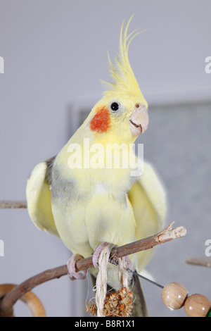 Cockatiel (Nymphicus hollandicus), seduto su un ramo in alloggio Foto Stock