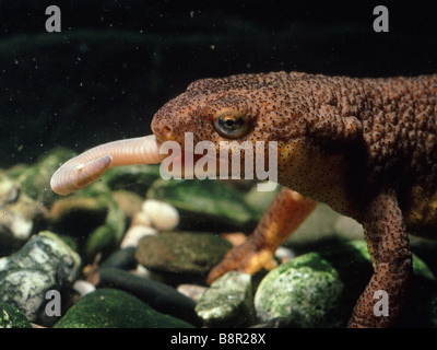 California Newt Taricha torosa mangia un worm Nativa di Santa Cruz Mountains California USA Foto Stock