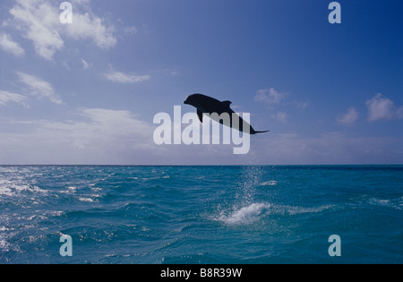 Il tursiope o delfino maggiore, Grand Bahama, MAR DEI CARAIBI Foto Stock