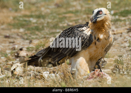 Lammergeier o gipeto (Gypaetus barbatus) Foto Stock