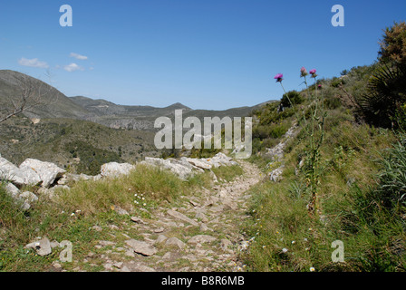 Thistle da mozarabo trail Barranc de Infern, Vall de Laguart, Benimaurell, Provincia di Alicante, Comunidad Valenciana, Spagna Foto Stock